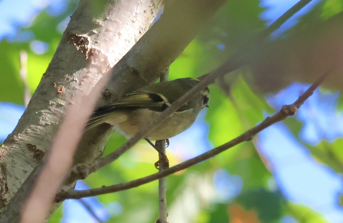 Golden-crowned Kinglet - ML643144828