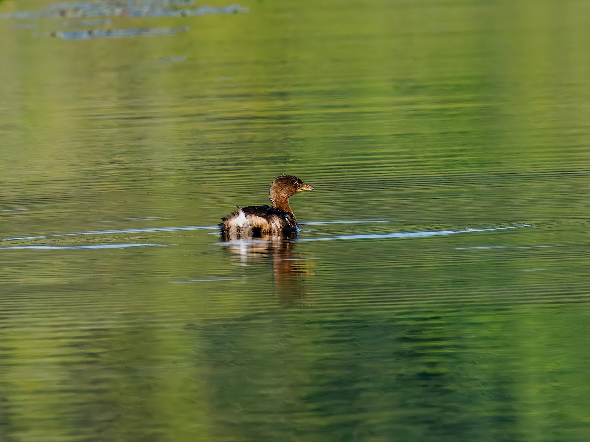 Pied-billed Grebe - ML643144863