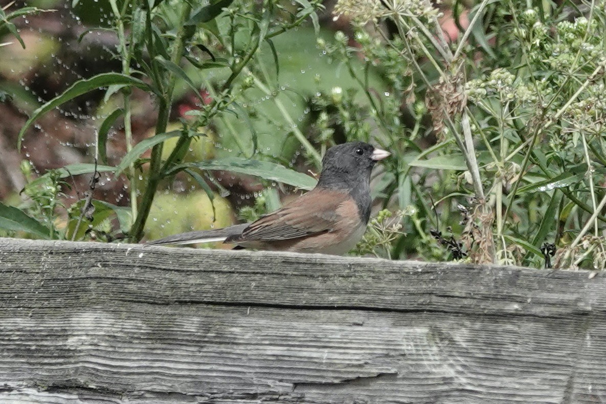 Dark-eyed Junco (Oregon) - ML643144866