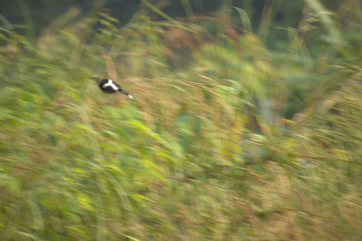 White-crowned Forktail - ML643144906