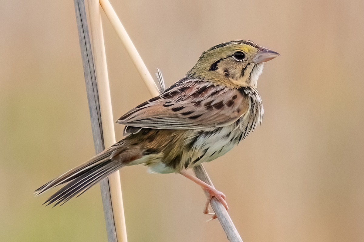 Henslow's Sparrow - ML643144912