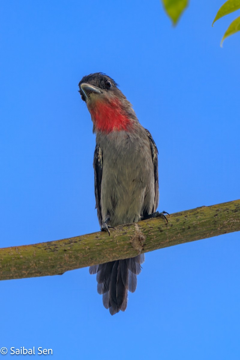 Rose-throated Becard - ML643144913