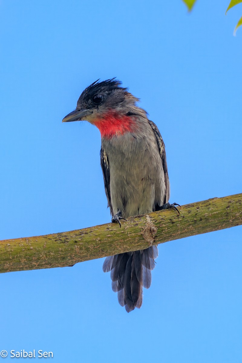 Rose-throated Becard - ML643144915