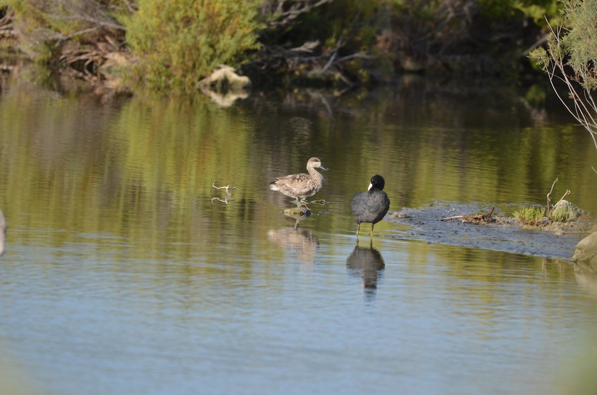 Marbled Duck - ML643144921