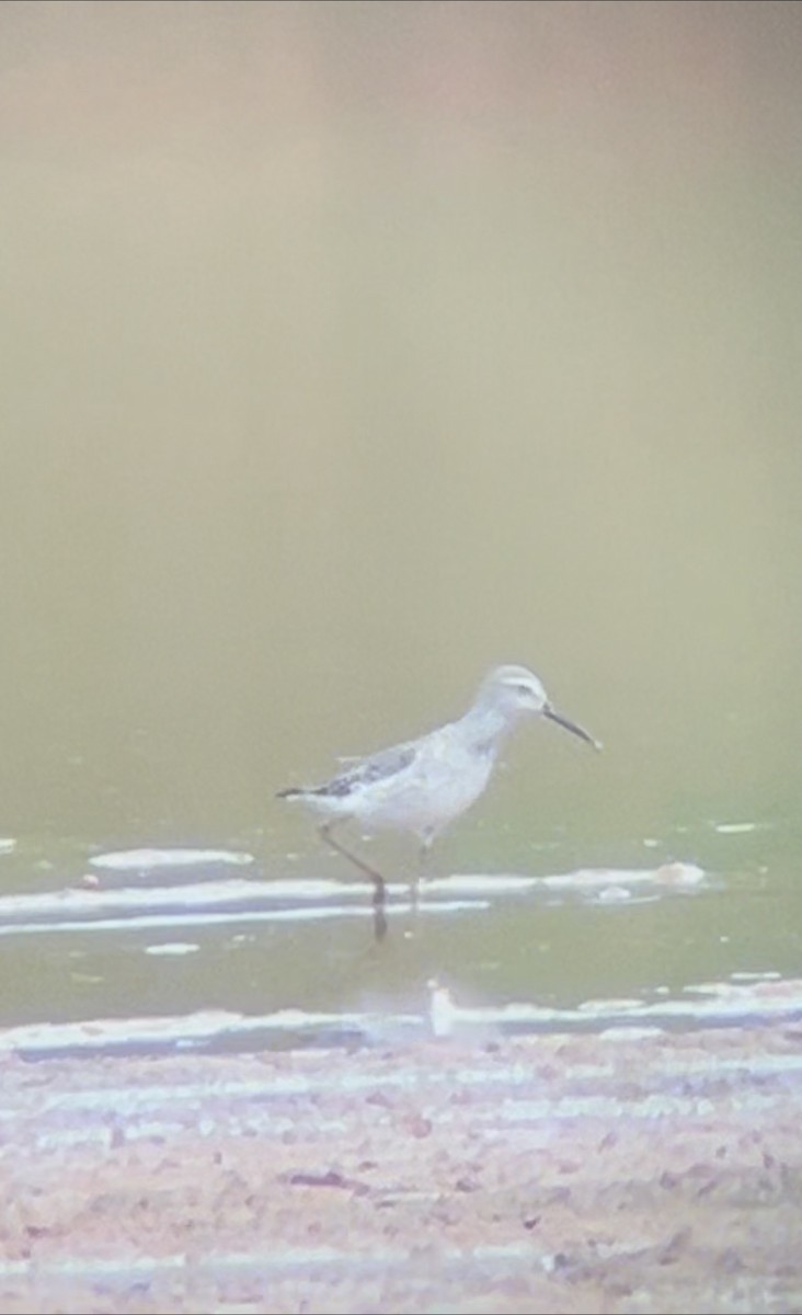 Stilt Sandpiper - ML643144934