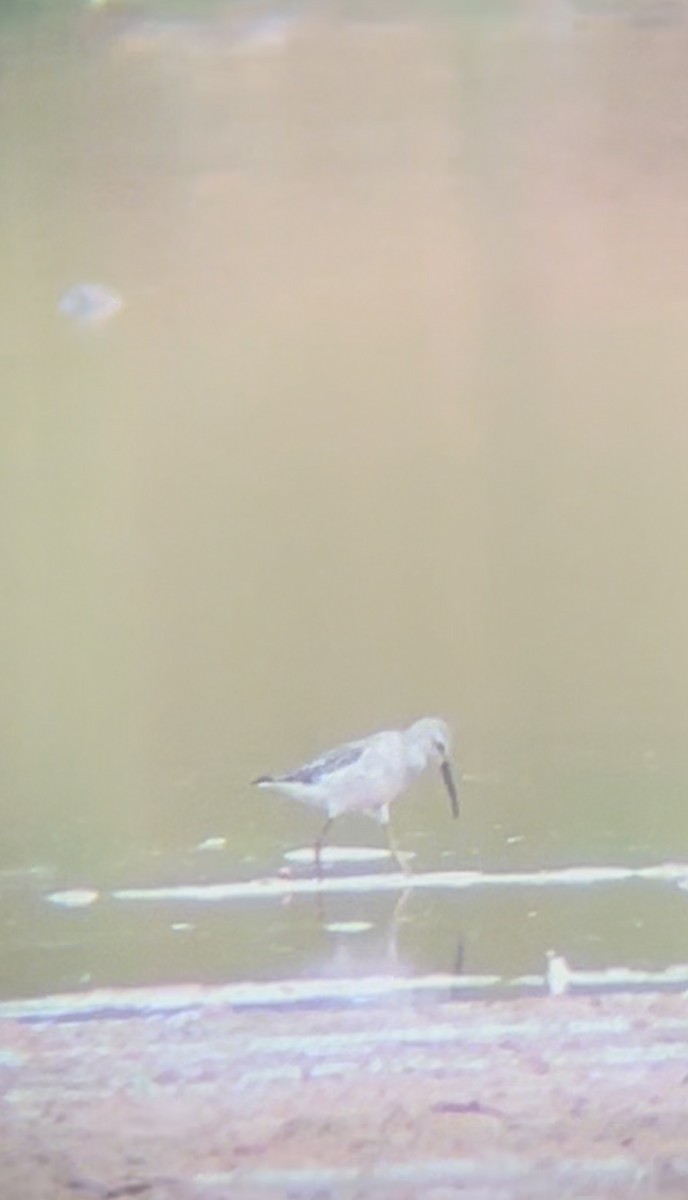 Stilt Sandpiper - ML643144935