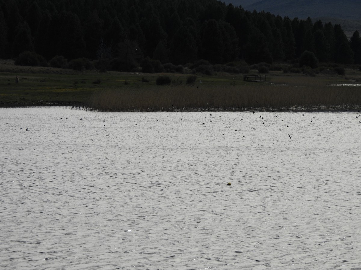 Chilean Swallow - ML643144947
