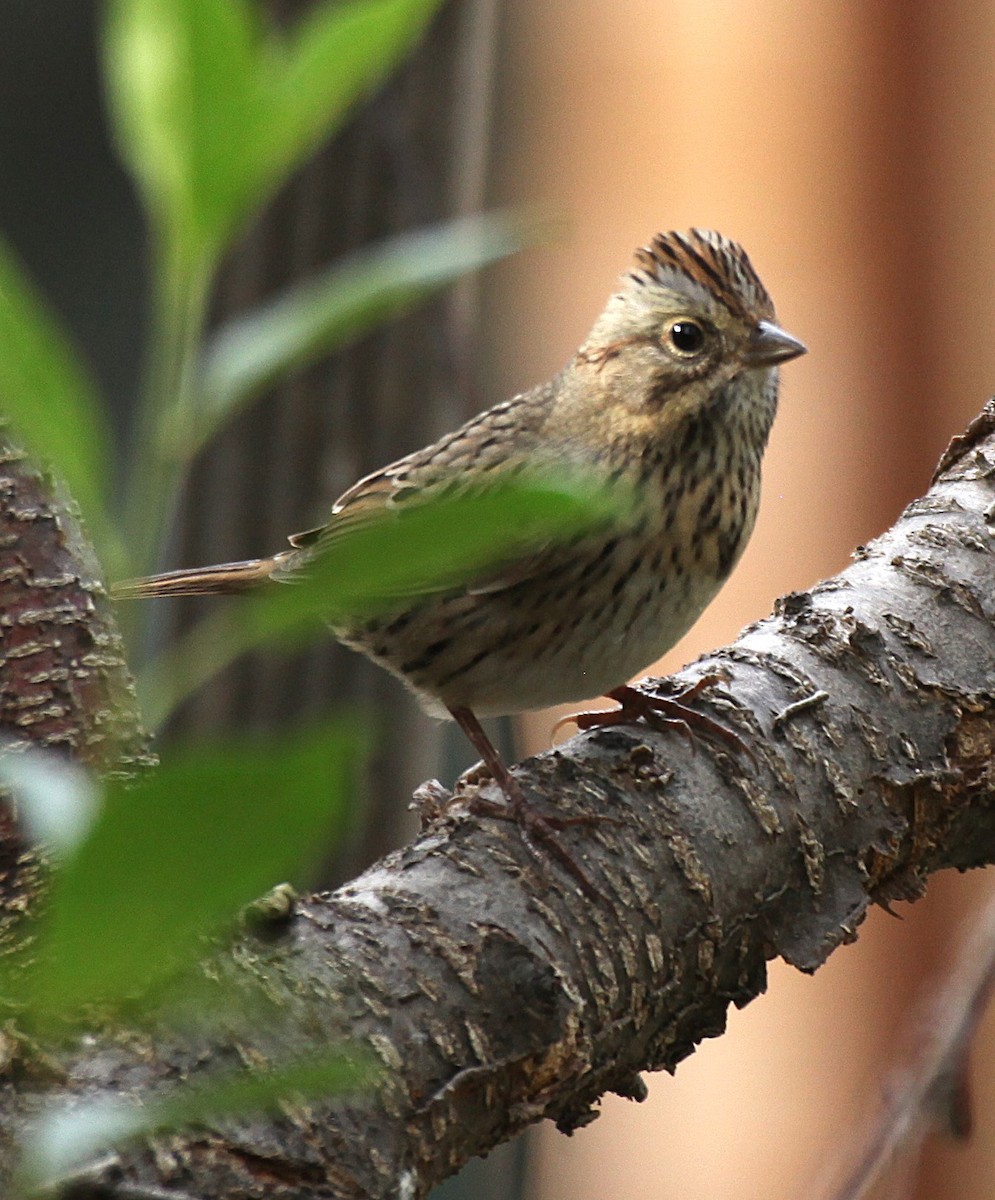 Lincoln's Sparrow - ML643144958