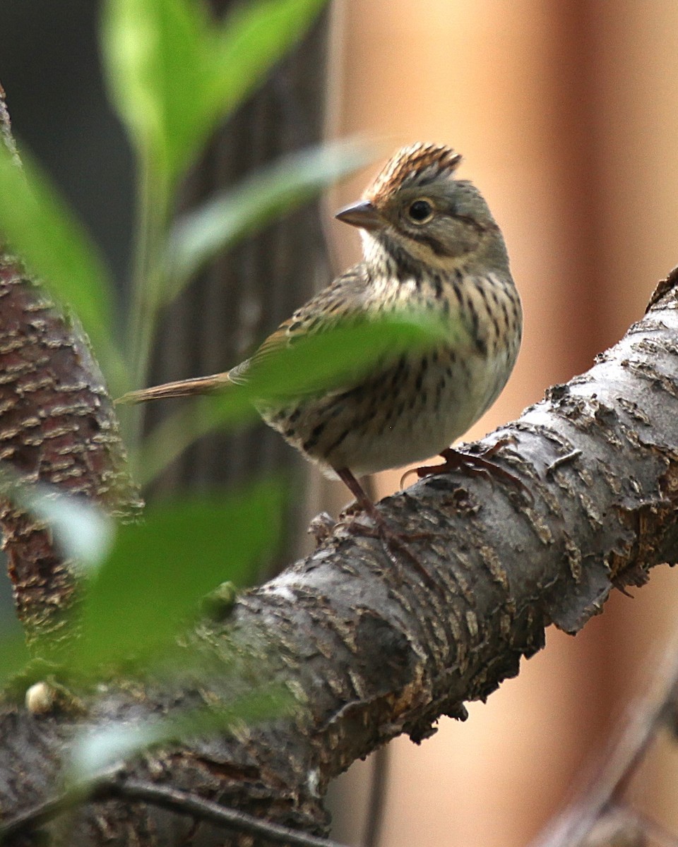 Lincoln's Sparrow - ML643144960