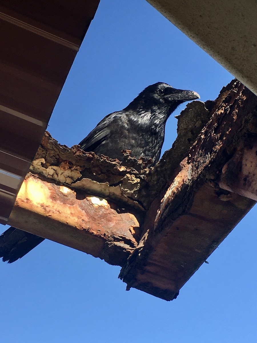 Common Raven - ML643144992