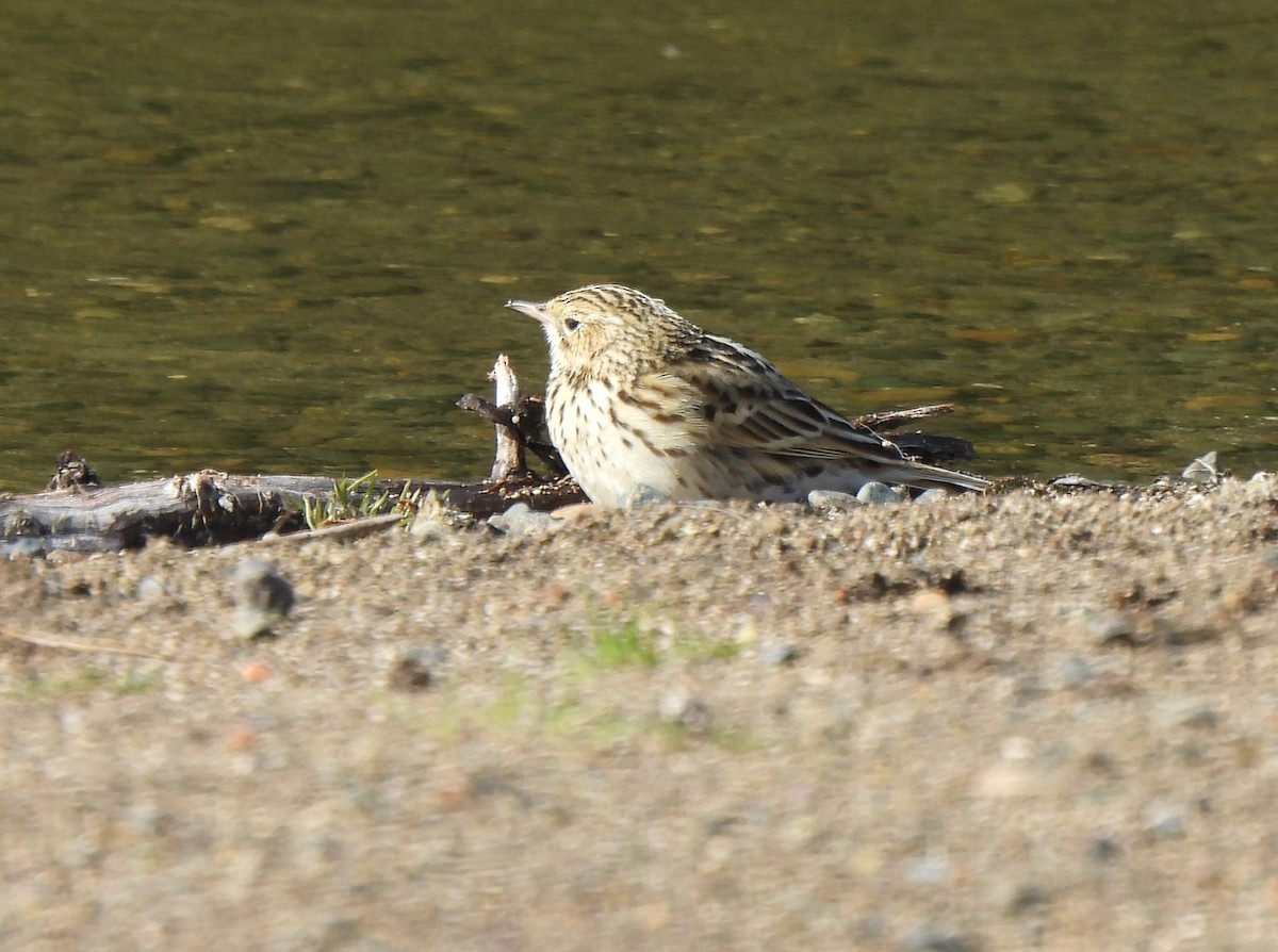 Correndera Pipit - ML643144993