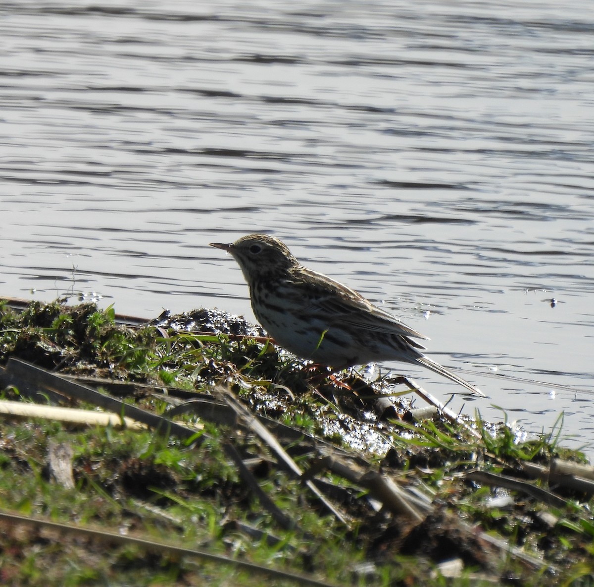 Correndera Pipit - ML643144995