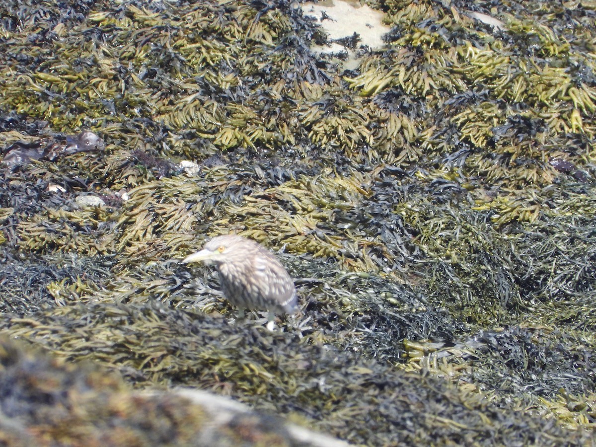 Black-crowned Night Heron - ML643144996