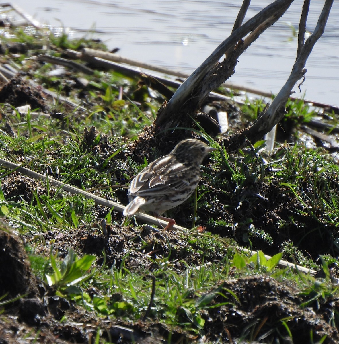 Correndera Pipit - ML643144997