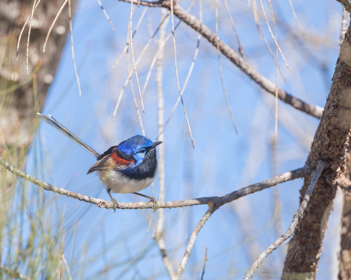 Purple-backed Fairywren - ML643145003