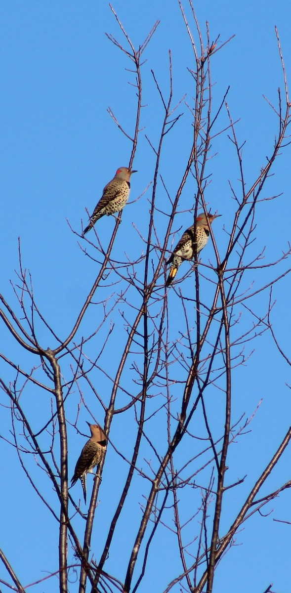 Pic flamboyant - ML643145004