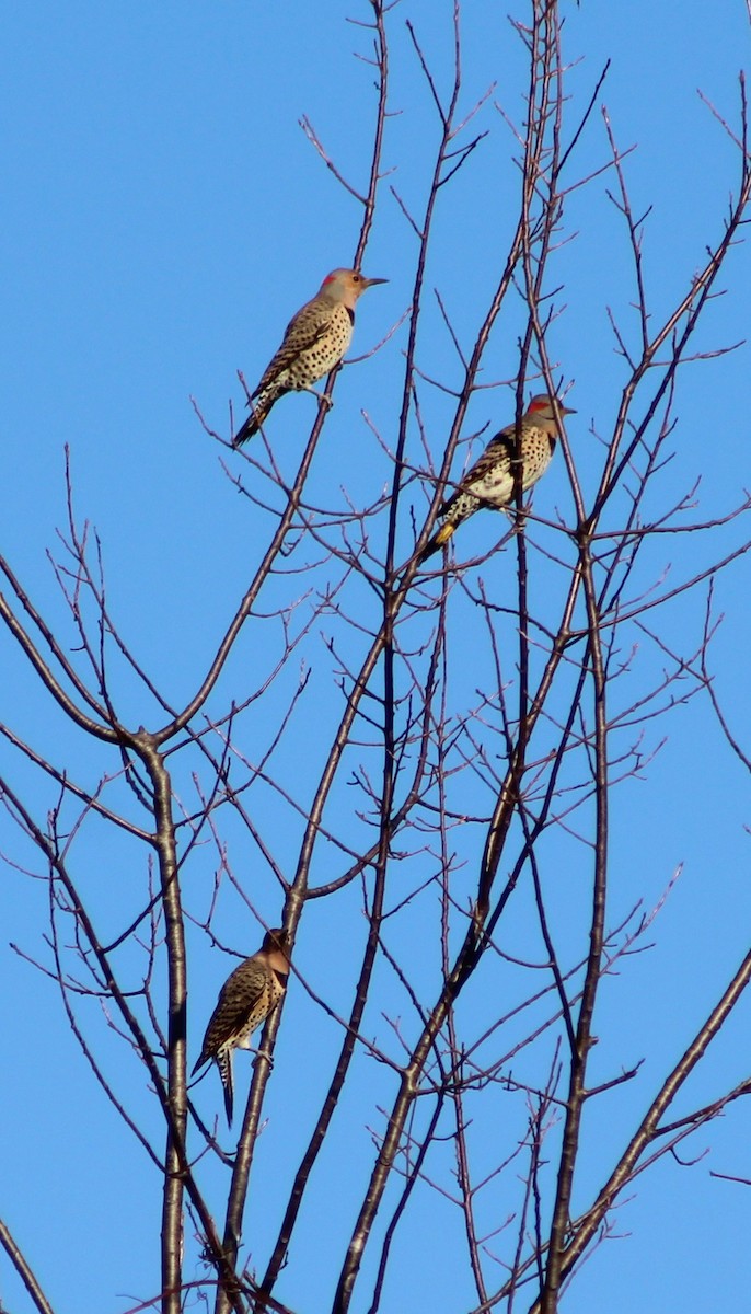 Pic flamboyant - ML643145005