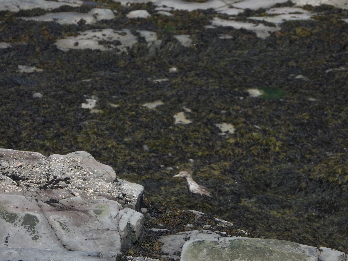 Black-crowned Night Heron - ML643145012