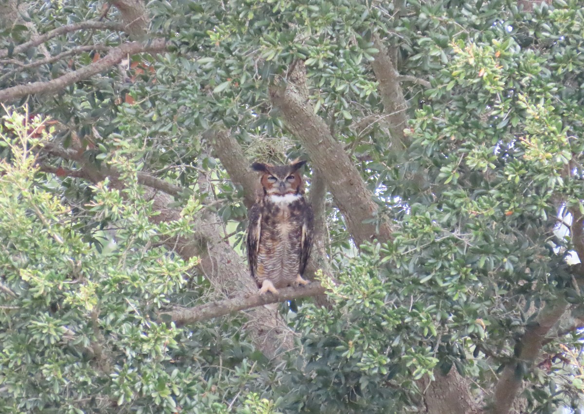 Great Horned Owl - ML643145018