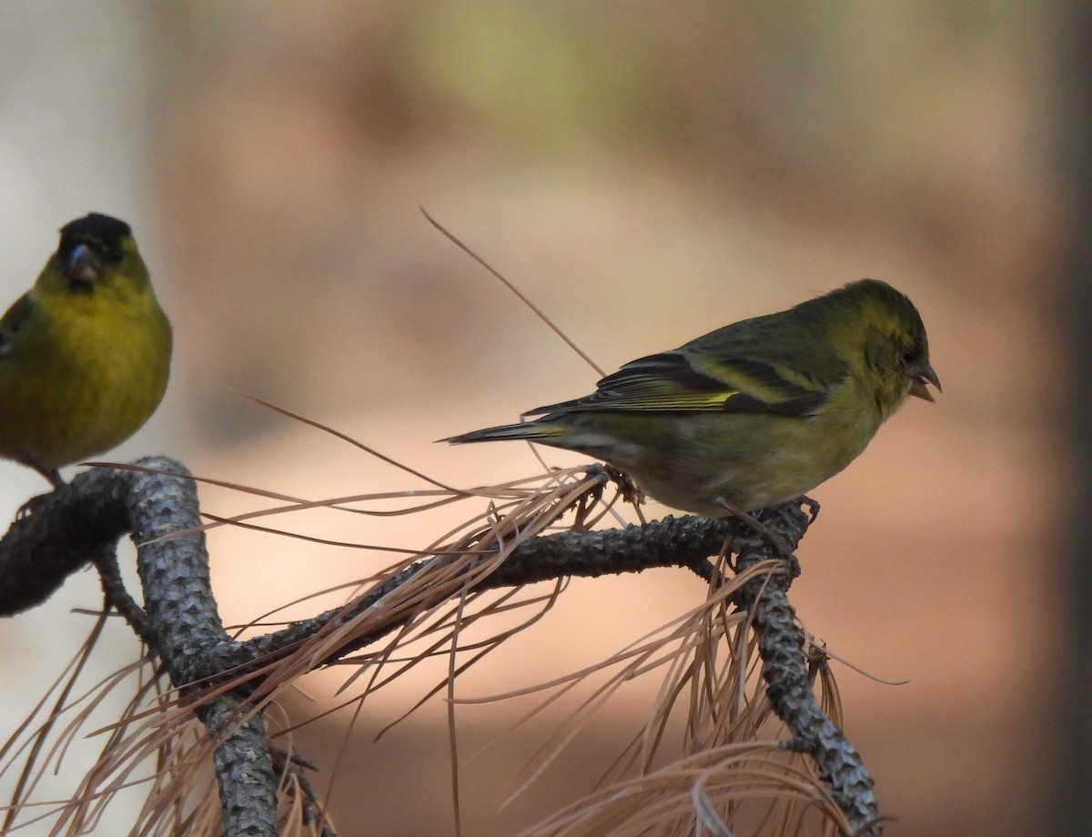 Black-chinned Siskin - ML643145023