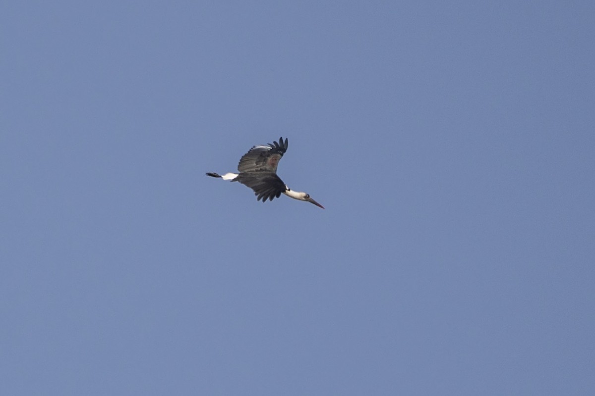 African Woolly-necked Stork - ML643145029