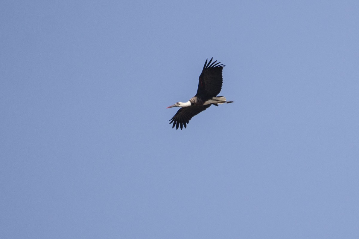 African Woolly-necked Stork - ML643145030