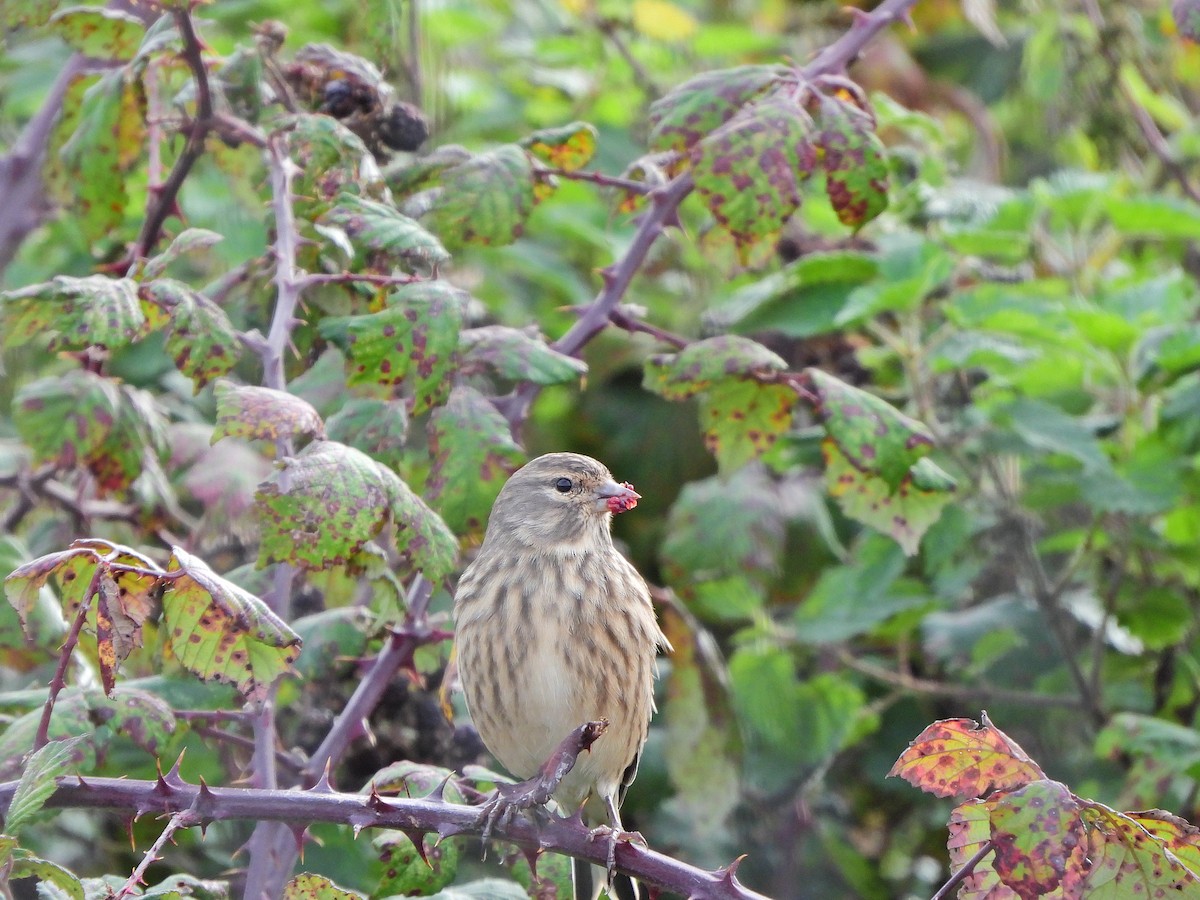 Eurasian Linnet - ML643145031
