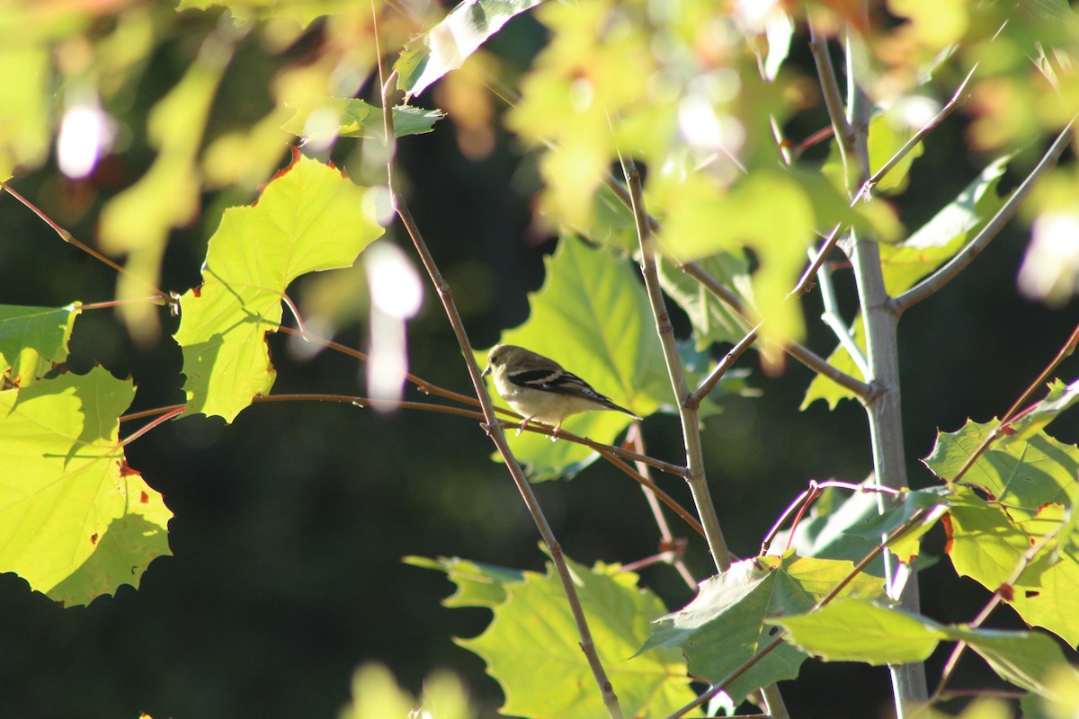 Chardonneret jaune - ML643145033