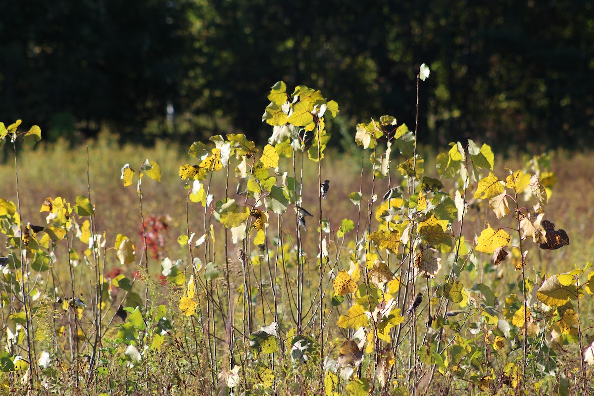 Chardonneret jaune - ML643145034
