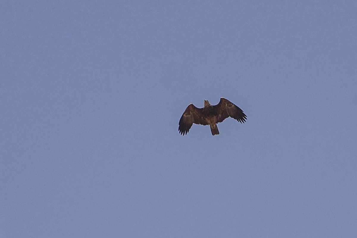Tawny Eagle - ML643145049