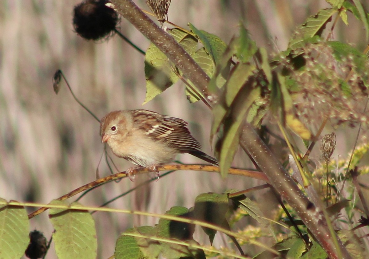 Bruant des champs - ML643145064