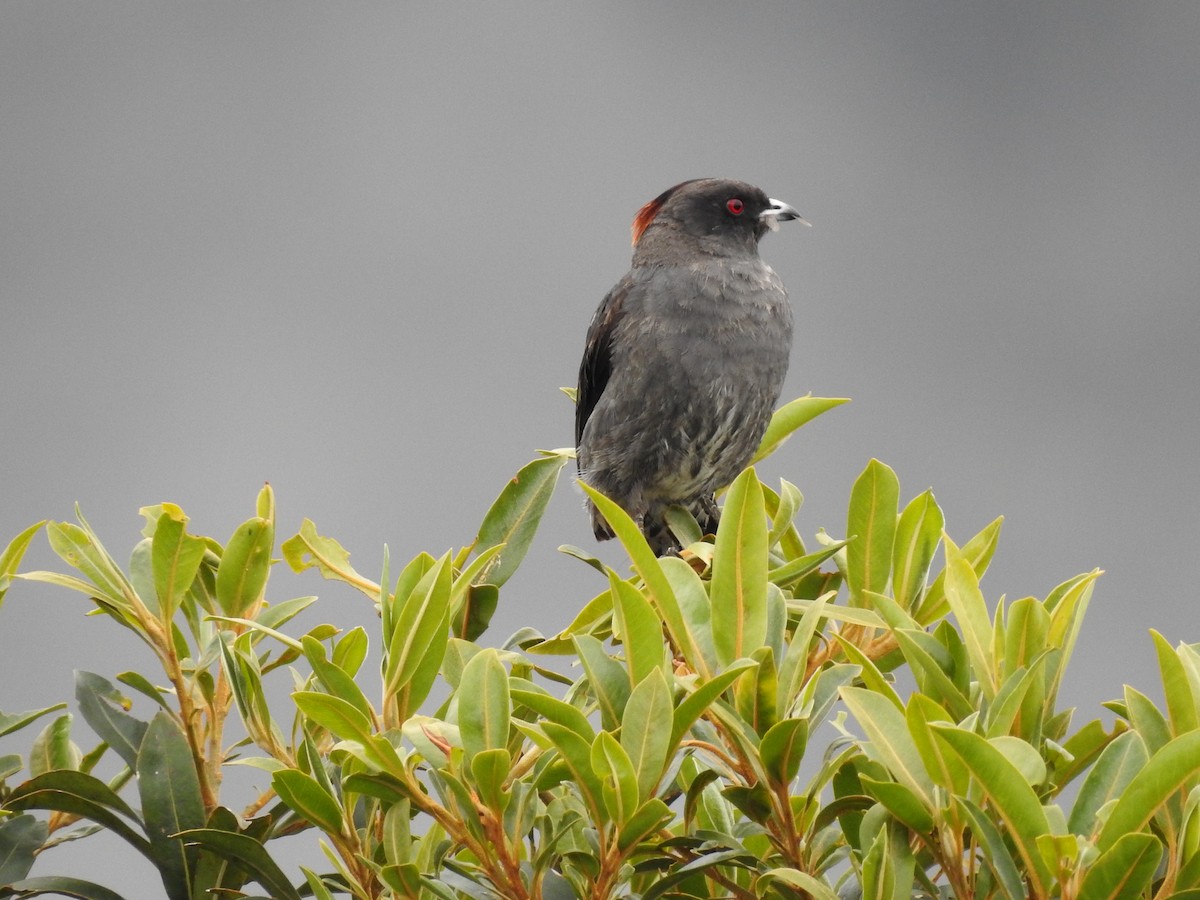 Red-crested Cotinga - ML643145072