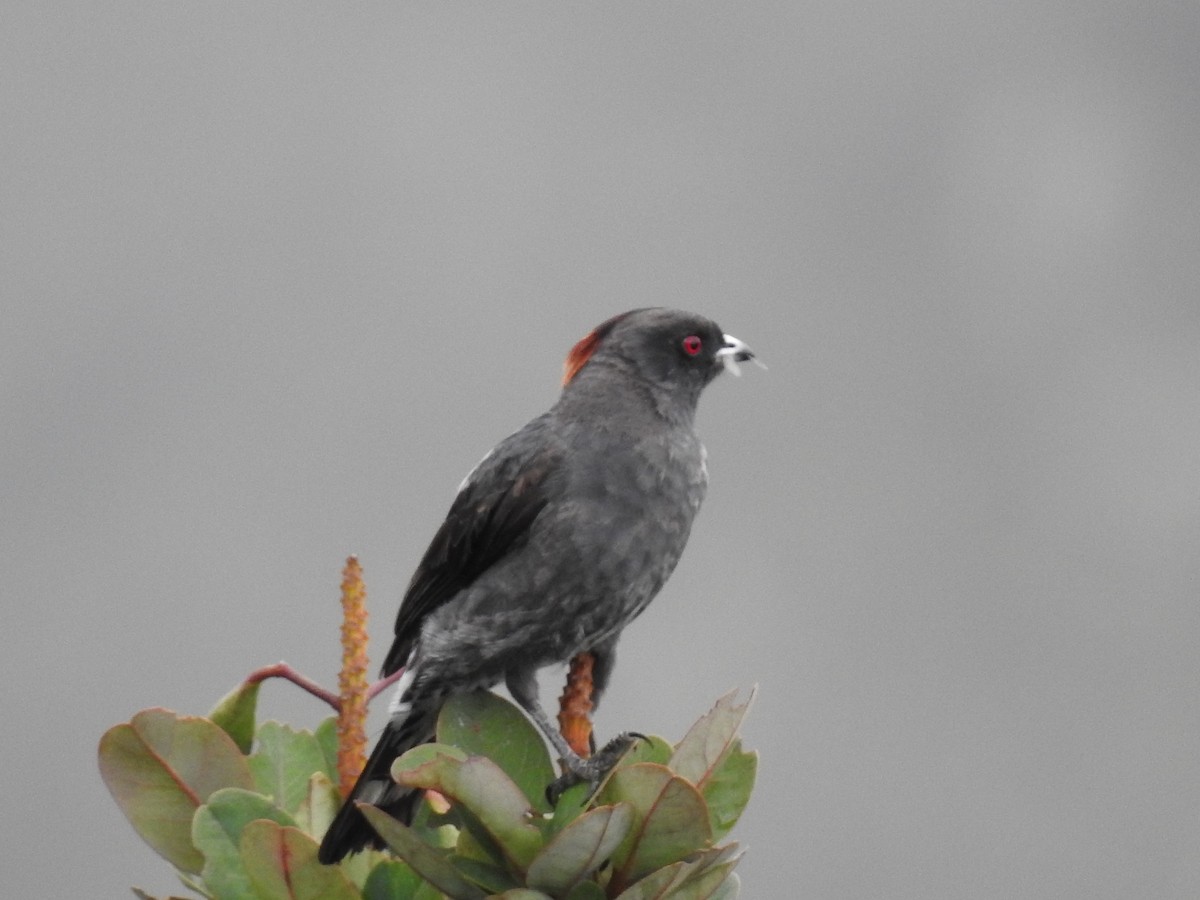 Red-crested Cotinga - ML643145073