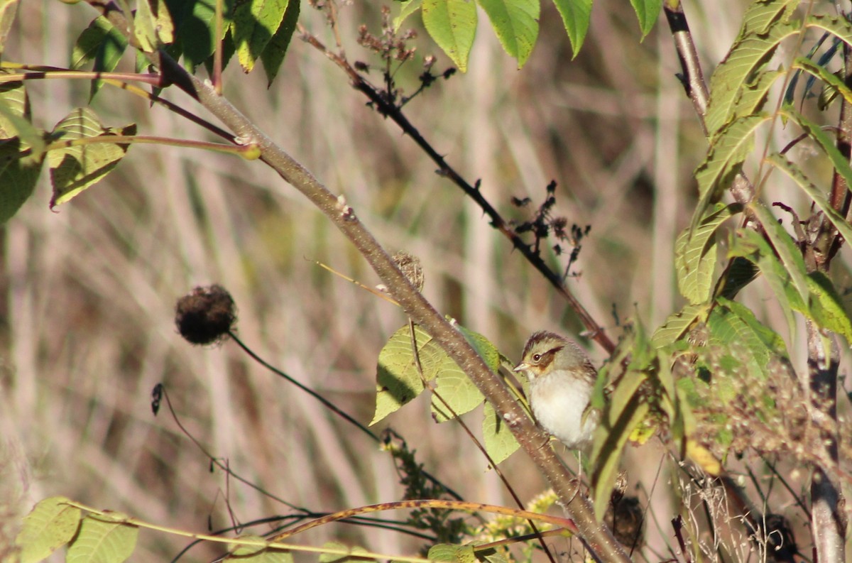 Bruant des marais - ML643145077