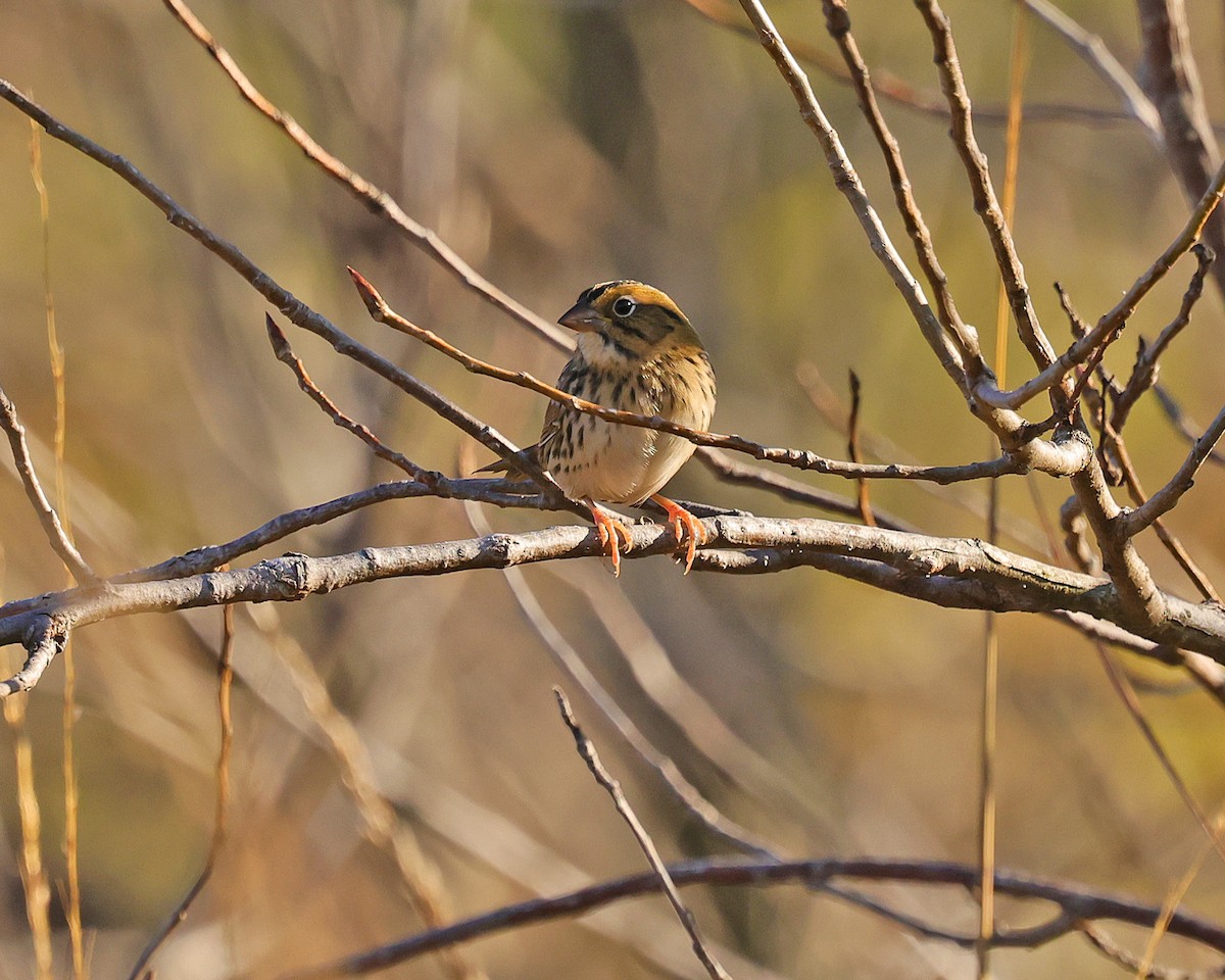 Henslow's Sparrow - ML643145080