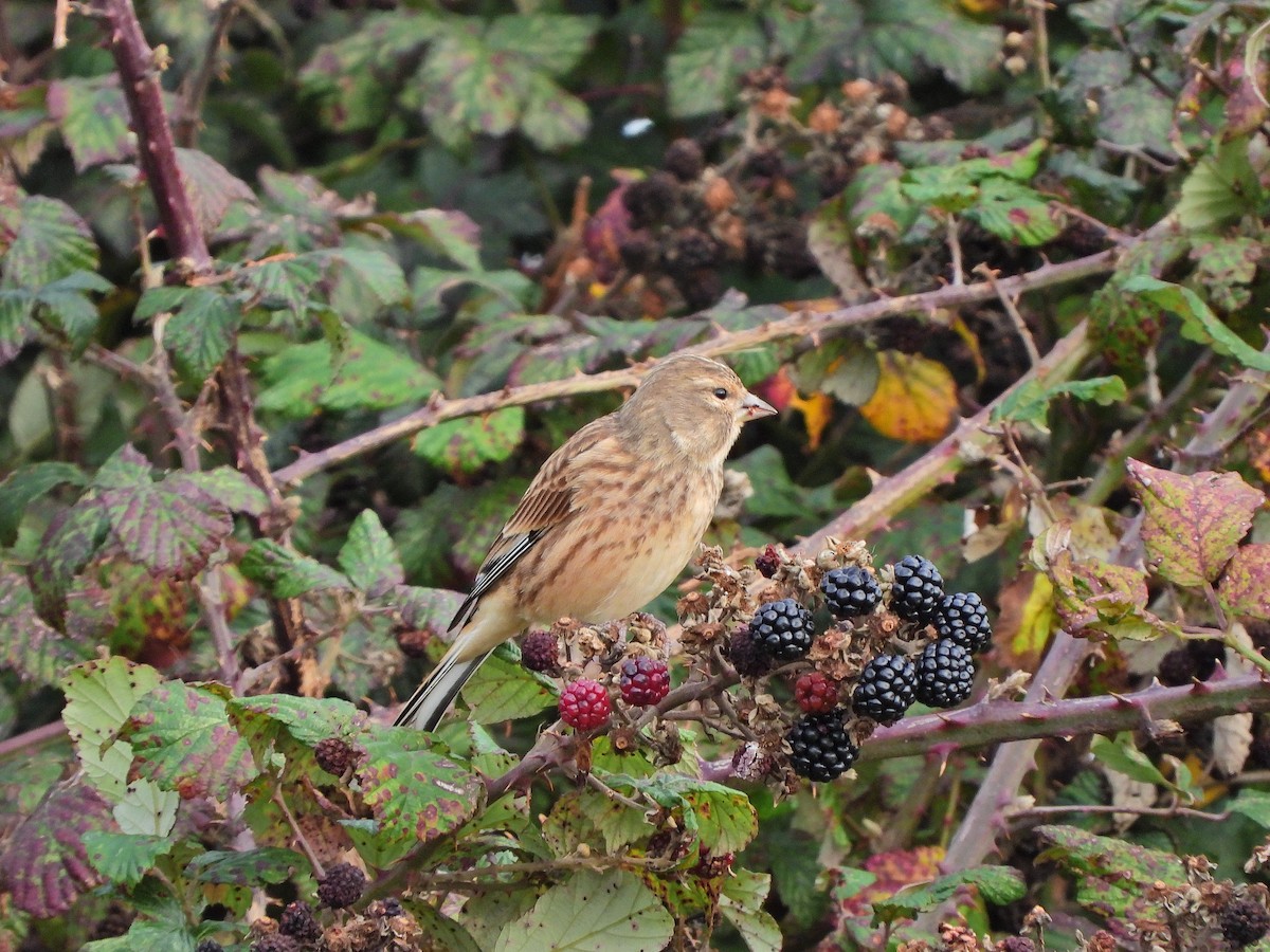 Eurasian Linnet - ML643145086