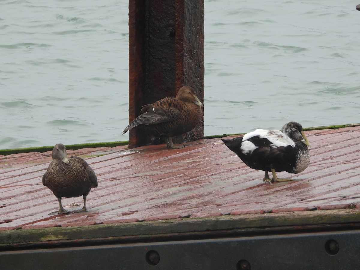 Common Eider - ML643145094