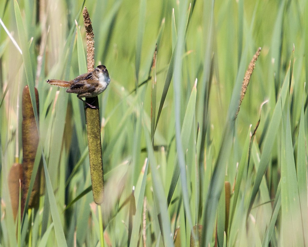 Marsh Wren - ML643145096
