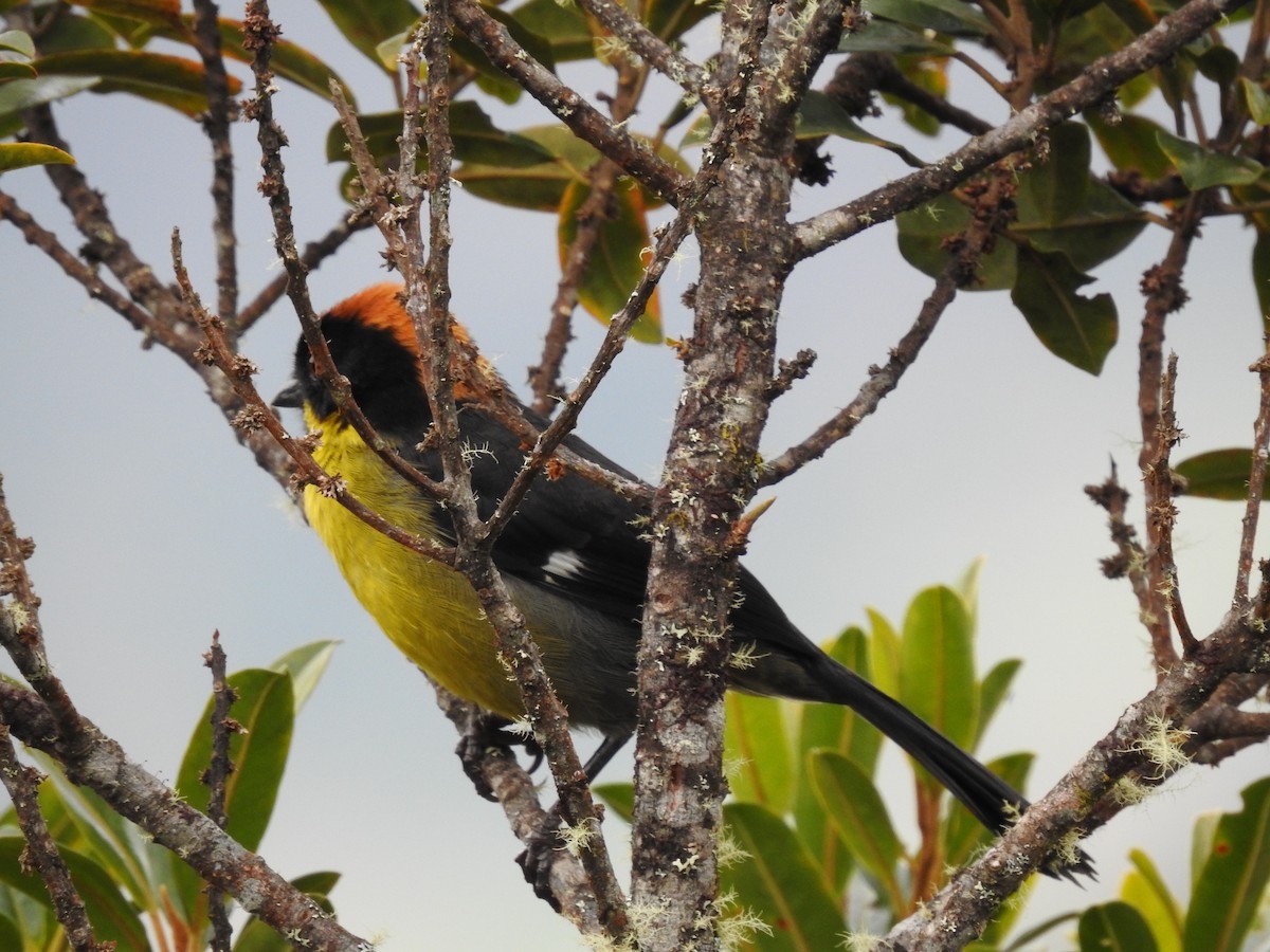 Yellow-breasted Brushfinch - ML643145100