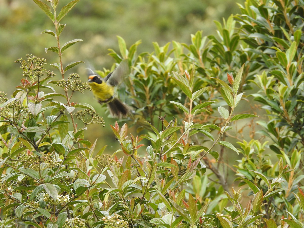 Yellow-breasted Brushfinch - ML643145101