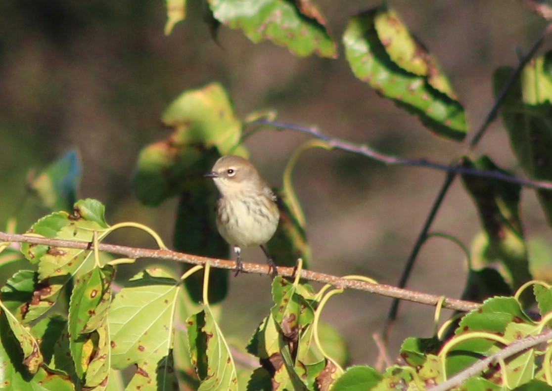 Paruline à croupion jaune - ML643145108