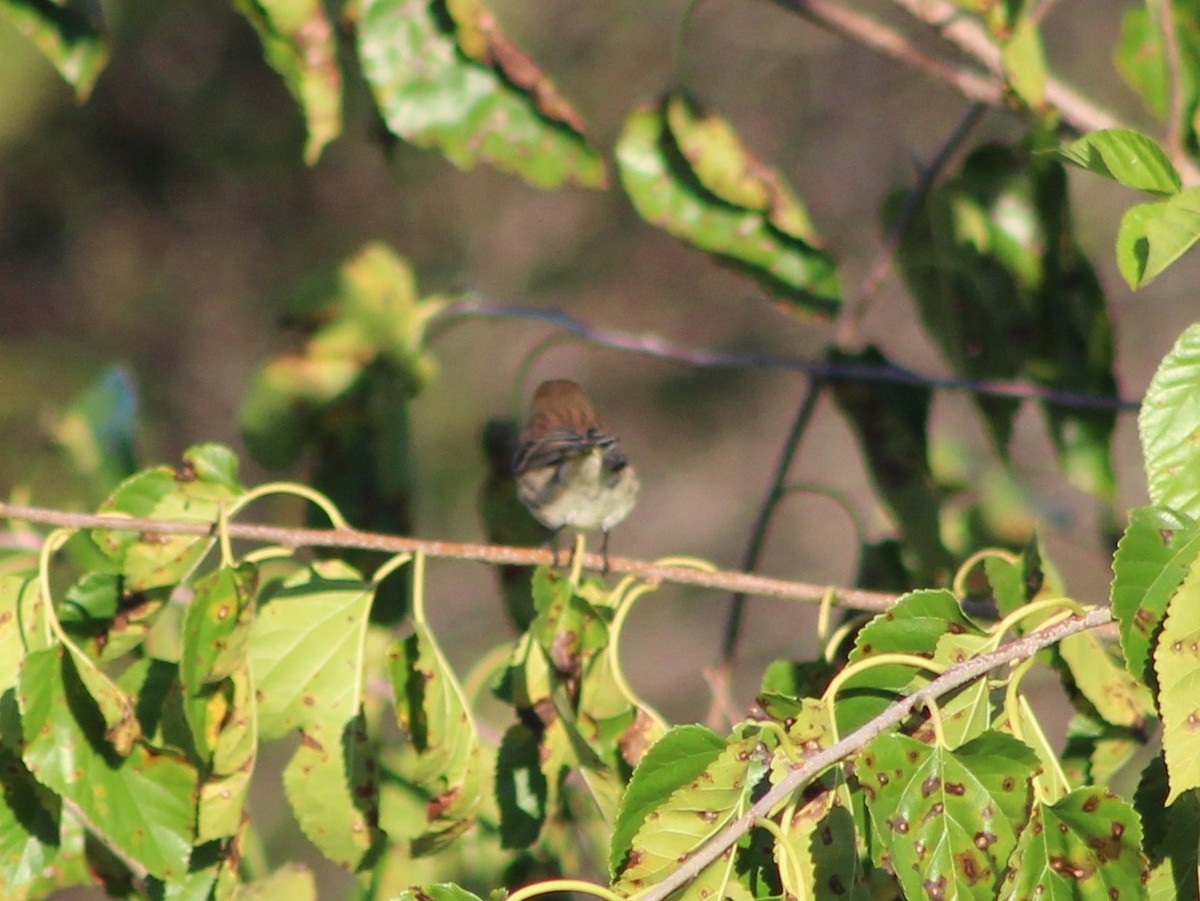 Paruline à croupion jaune - ML643145109