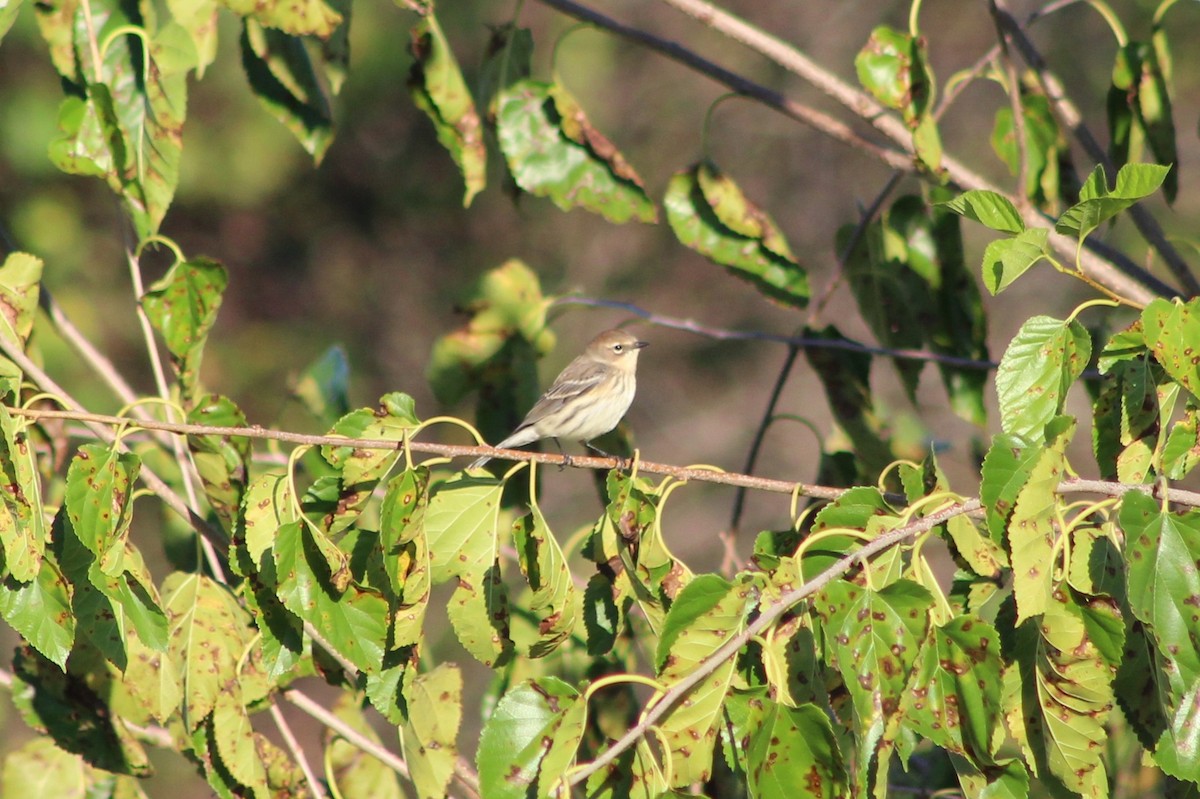 Paruline à croupion jaune - ML643145110