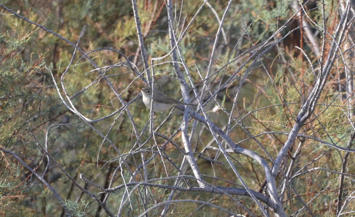 Western Olivaceous Warbler - ML643145120