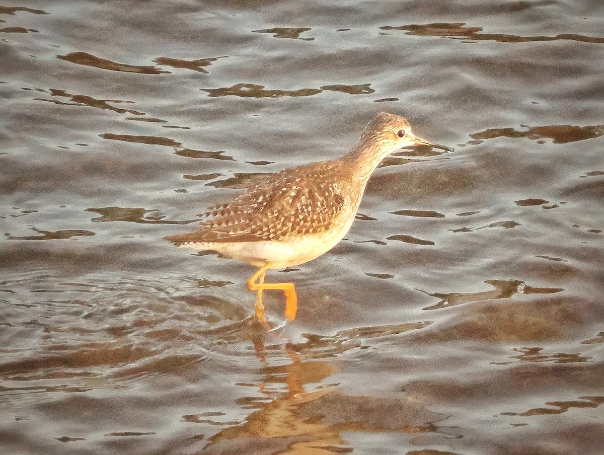 Lesser Yellowlegs - ML643145131