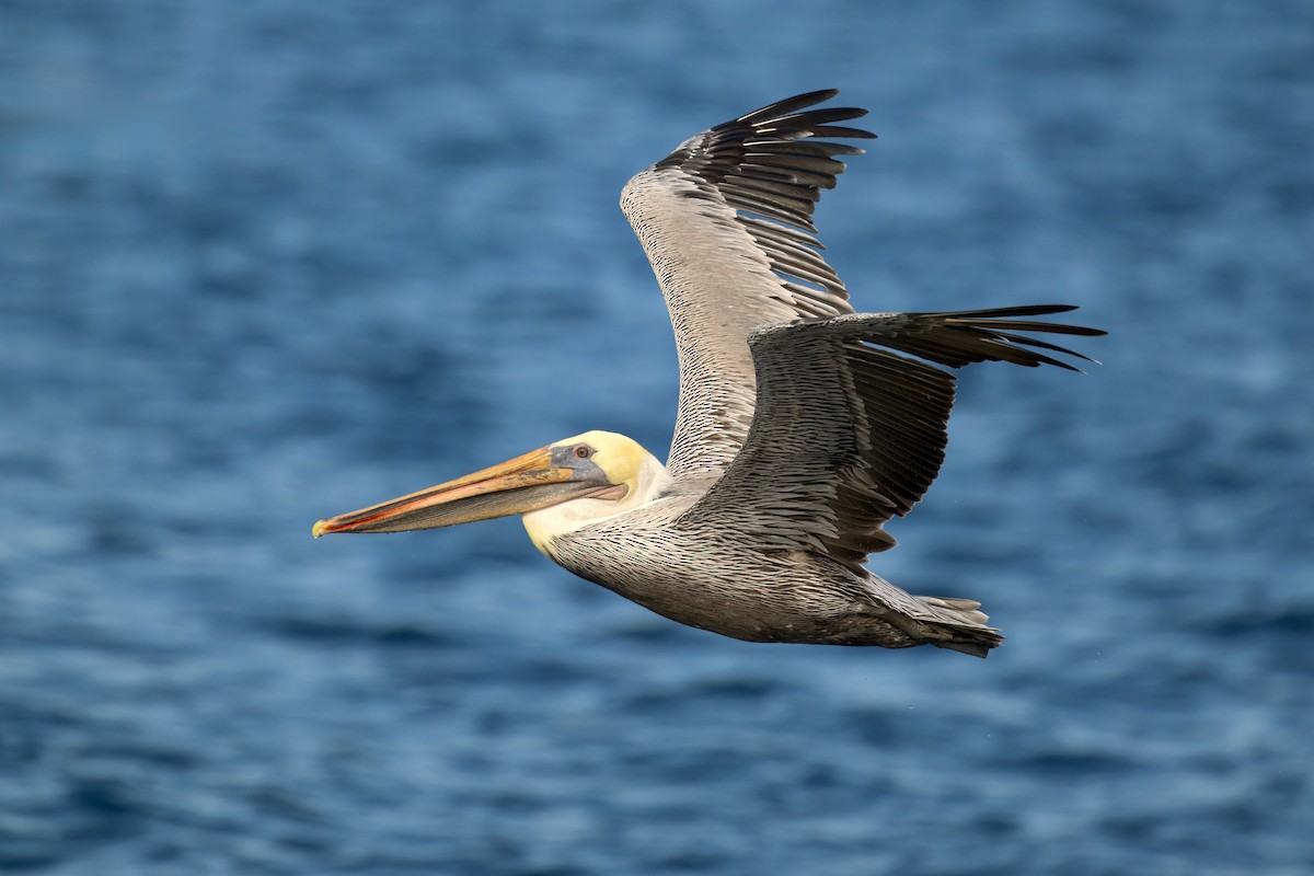 Brown Pelican - ML643145136