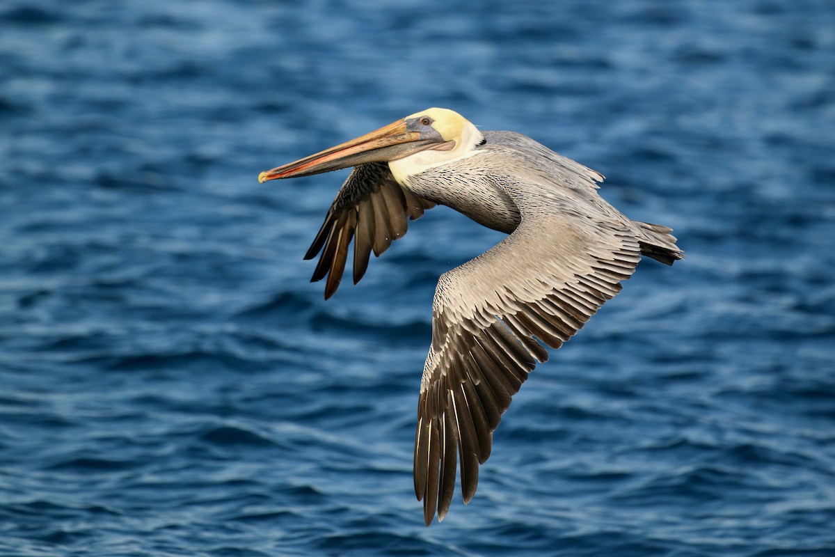 Brown Pelican - ML643145139