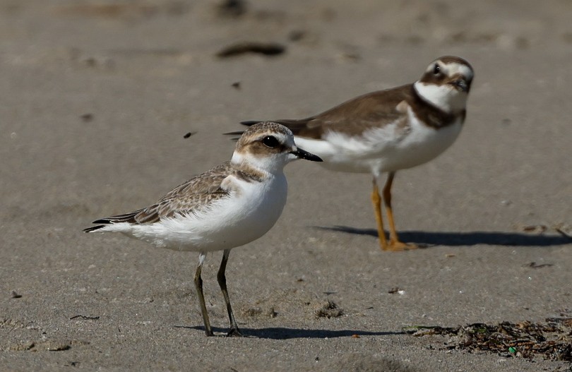 Kentish Plover - ML643145142