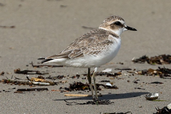 Kentish Plover - ML643145143