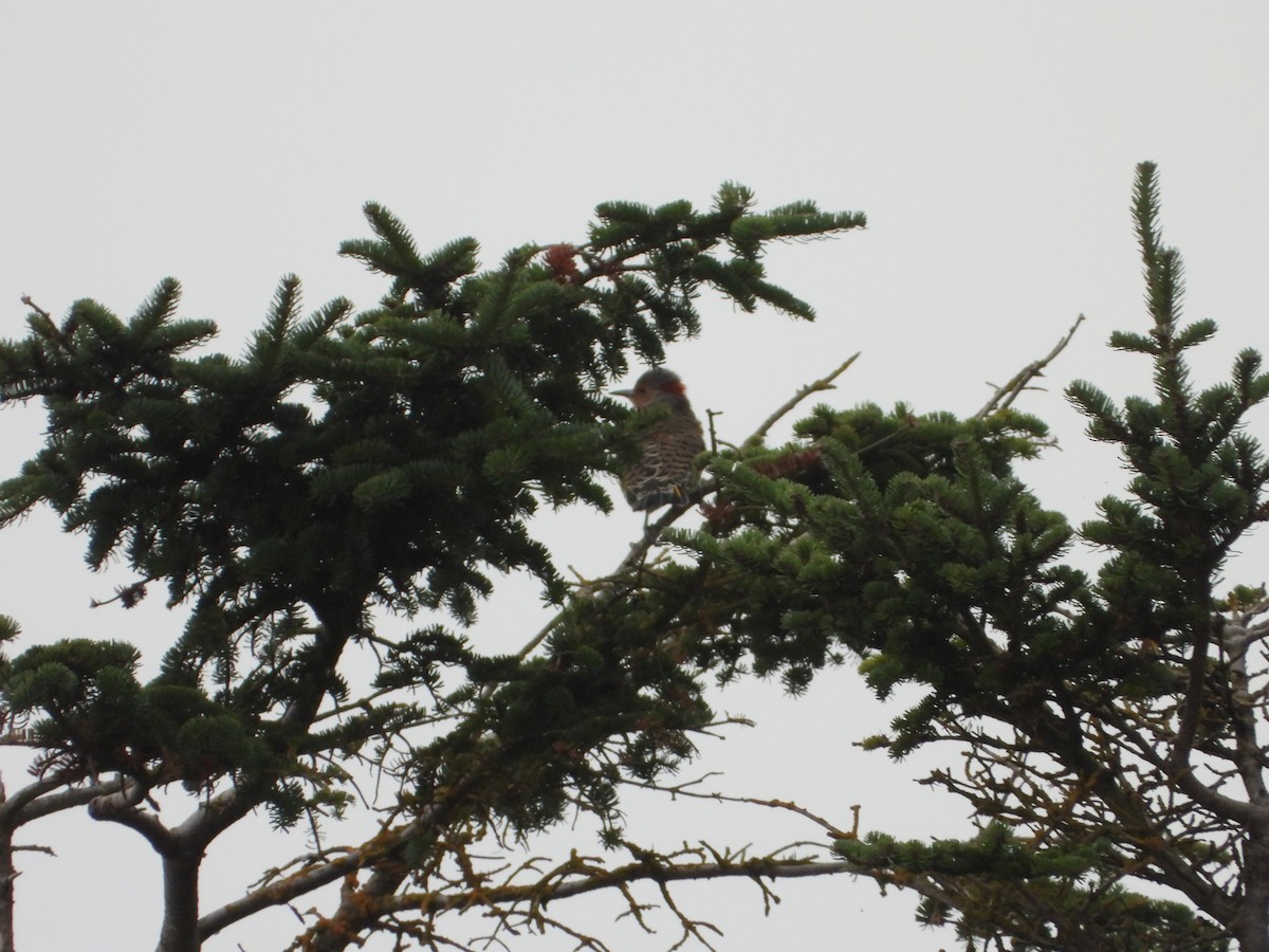 Northern Flicker - ML643145149